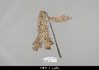 藏品(中國湖北皮影戲偶身)的圖片